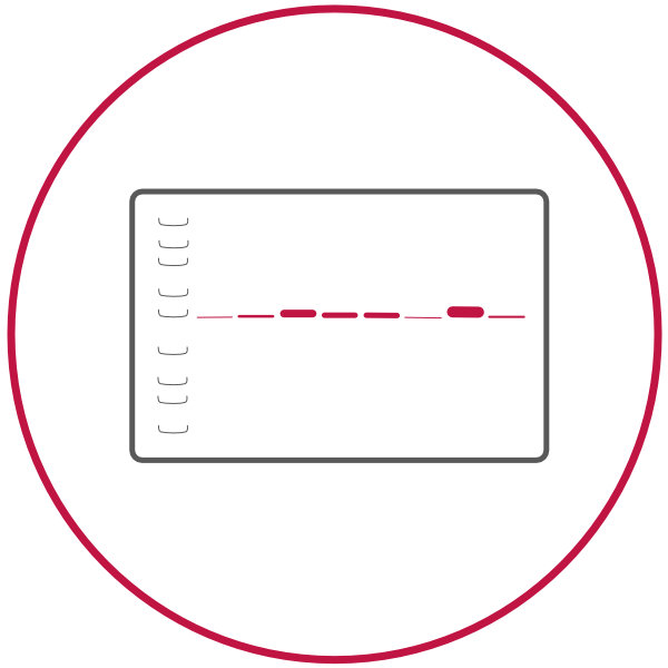 Western Blotting Icon
